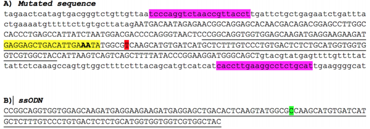  用于修复A79V-hiPSC点突变的gRNA序列和ssODN。