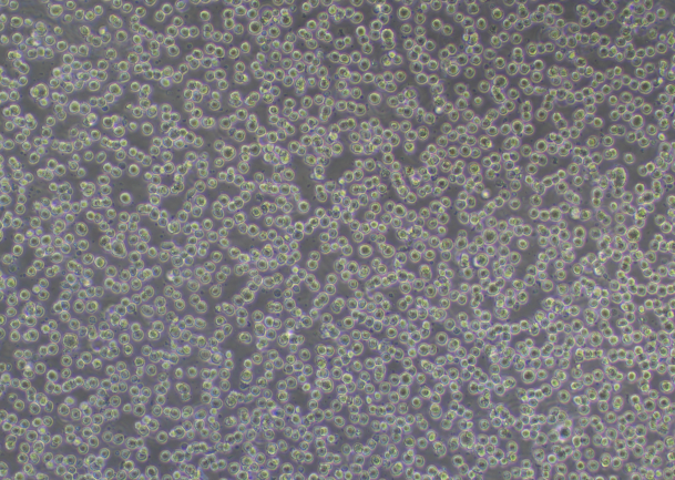 THP-1细胞生长正常图片