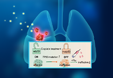IF=16.6 | 独立于p53信号通路的非小细胞肺癌药物治疗策略开发