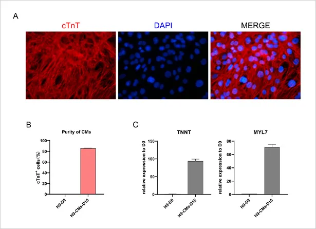 中胚层分化效果检测