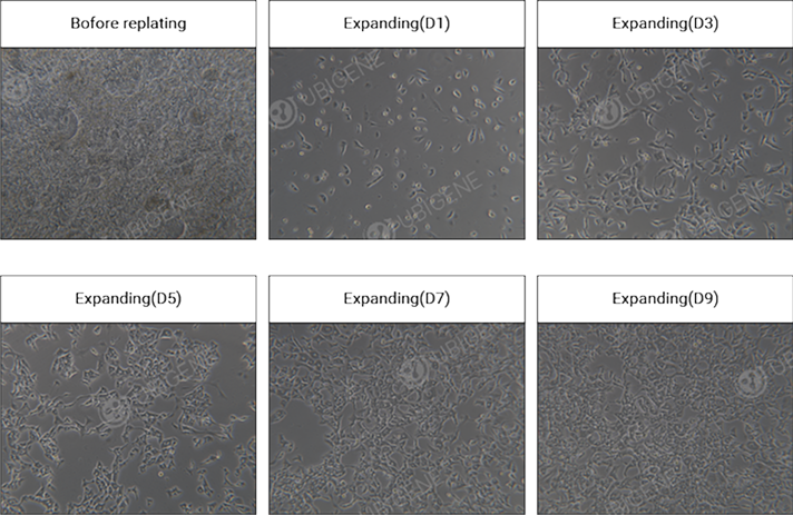 心肌细胞扩增状态展示