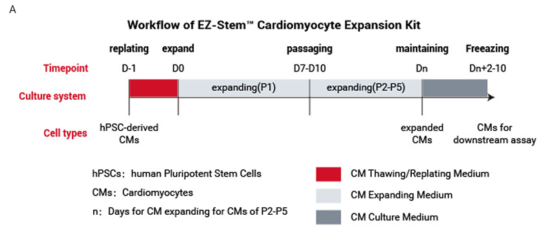 Workflow of EZ-Stem™ Cardiomyocyte Expansion Kit