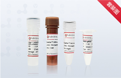 EZ-editor™点突变试剂盒