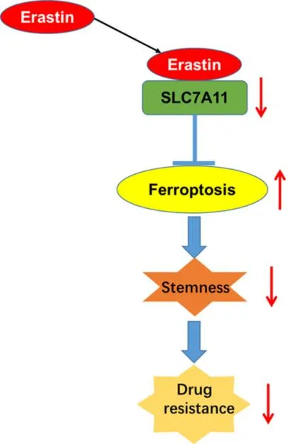 小分子Erastin可通过抑制 System Xc⁻(SLC7A11功能通路)诱导细胞死亡