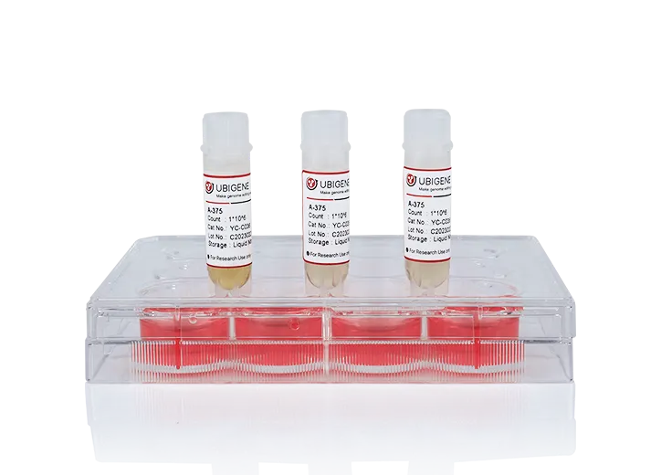 BICD2 基因敲除细胞 (293T)