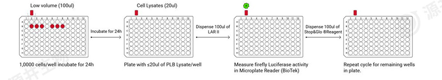 荧光素酶活性检测流程