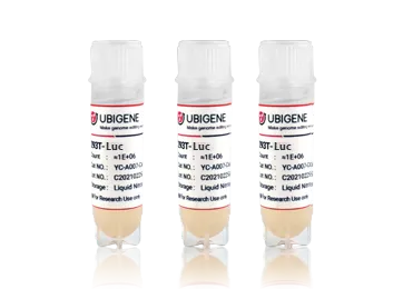 人胚肾细胞(慢病毒包装细胞)(293T-Luc (for virus packing))