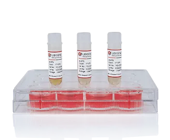 人胚肾细胞(293T)