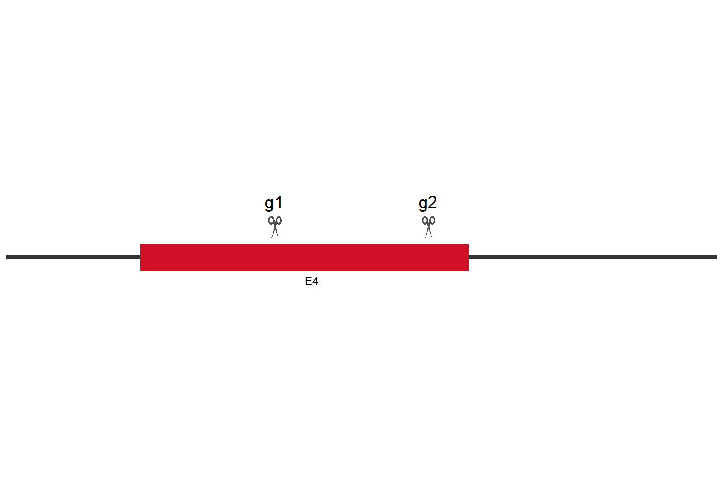 NR1H4 基因敲除细胞(Hep 3B) 敲除区域