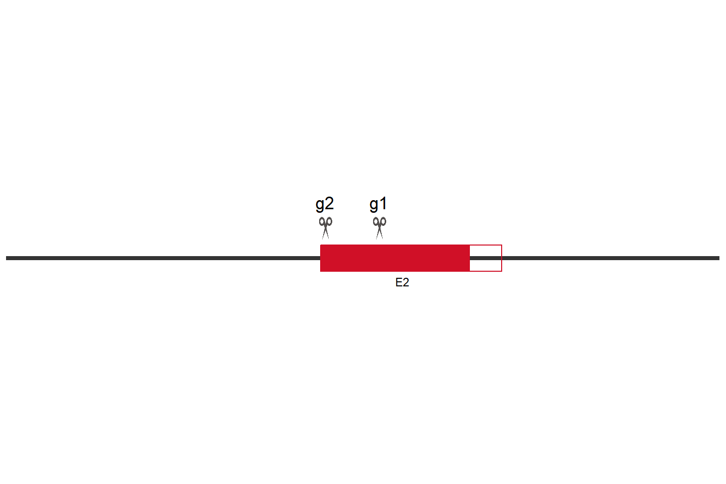 BTK 基因敲除细胞(U-2932) 敲除区域