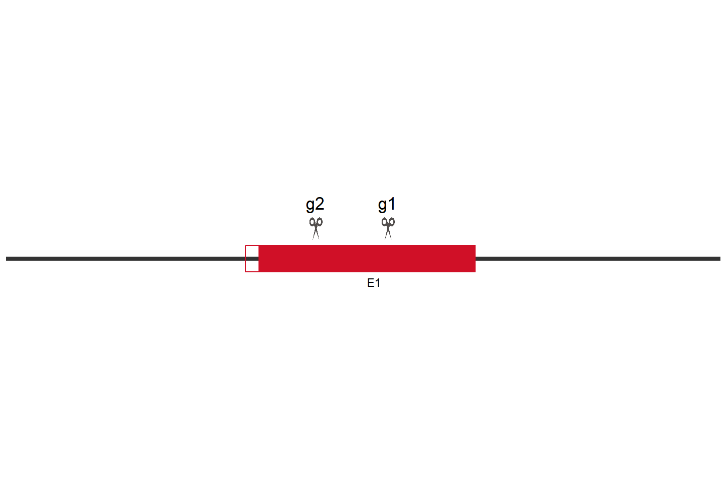 ADPRS 基因敲除细胞 (HCC1806) 敲除区域