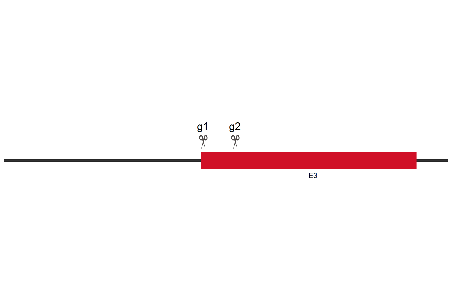 LGALS3 基因敲除细胞(JIMT-1) 敲除区域