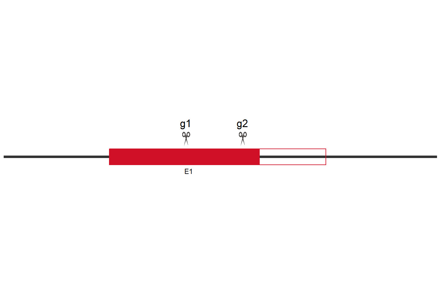 TRPV6 基因敲除细胞(BeWo) 敲除区域