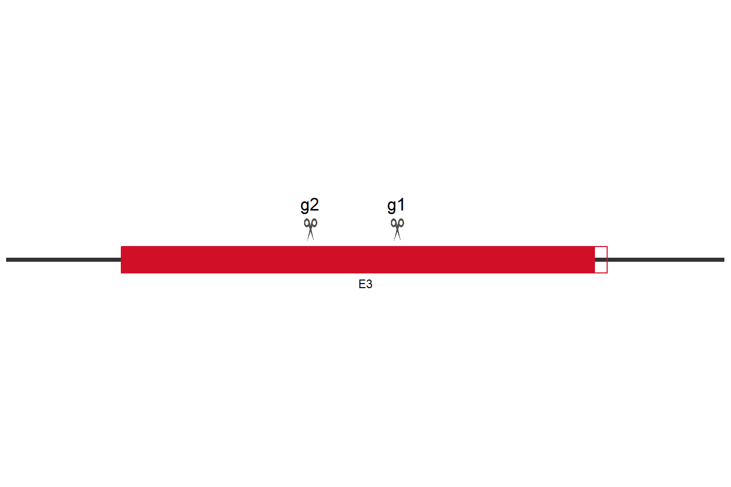 PCSK7 基因敲除细胞 (Jurkat) 敲除区域