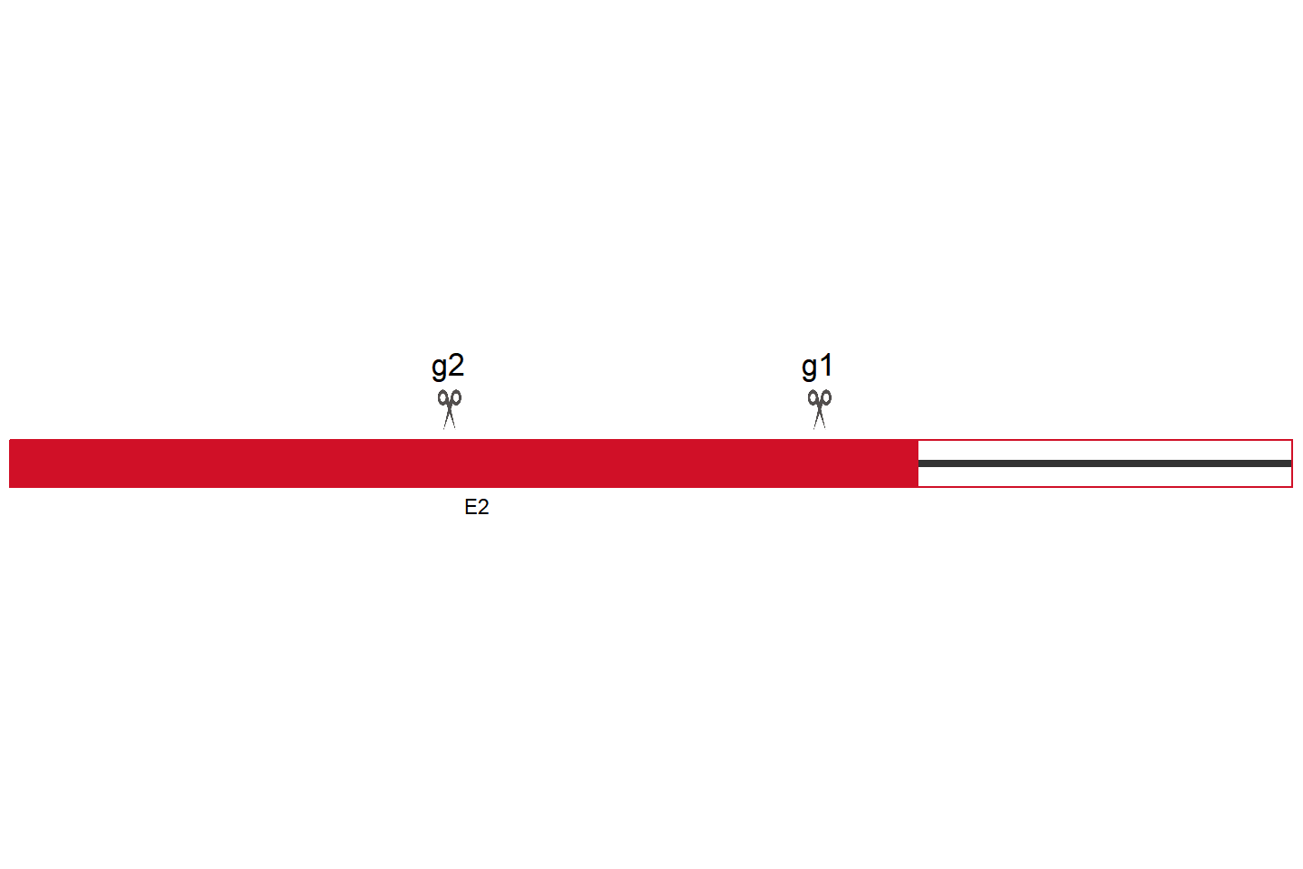 ERVFRD-1 基因敲除细胞(BeWo) 敲除区域