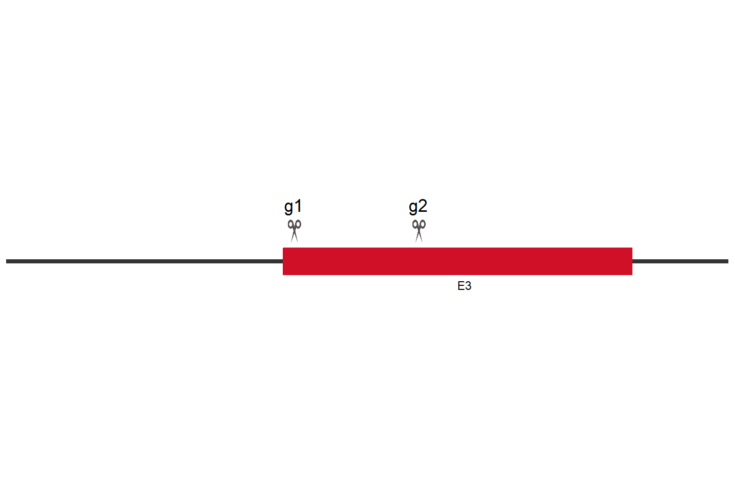 BTBD9 基因敲除细胞 (SH-SY5Y) 敲除区域