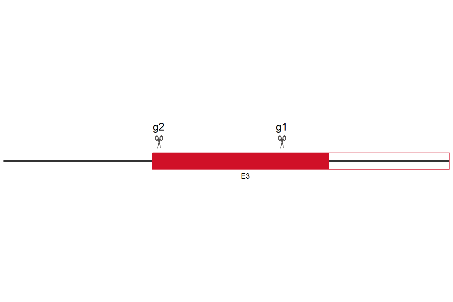 CAV1 基因敲除细胞(MCF7) 敲除区域