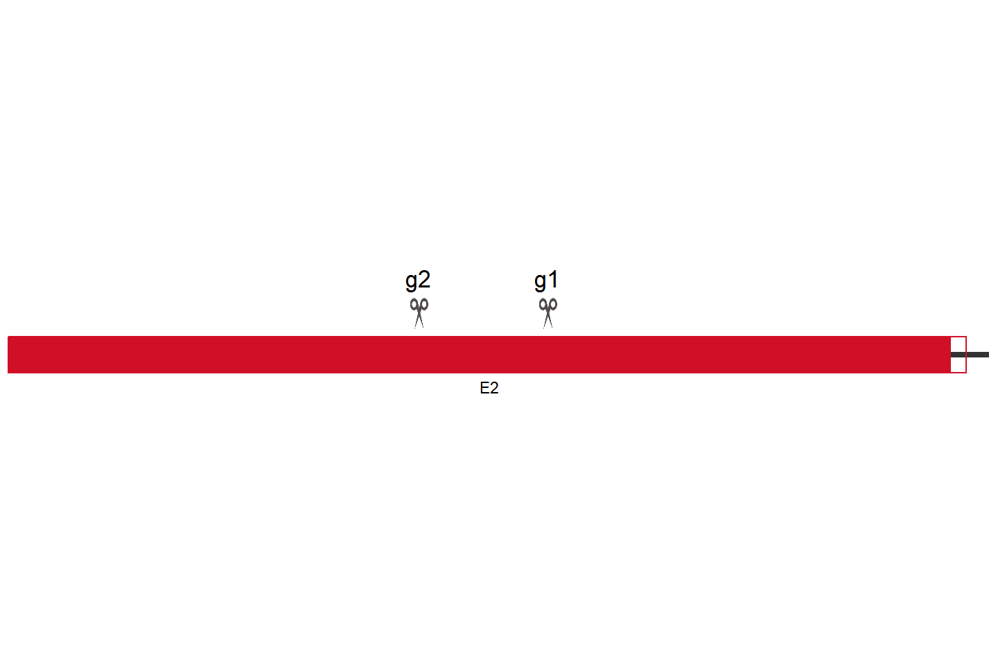 CCDC80 knockout cell line (Hep G2) 敲除区域