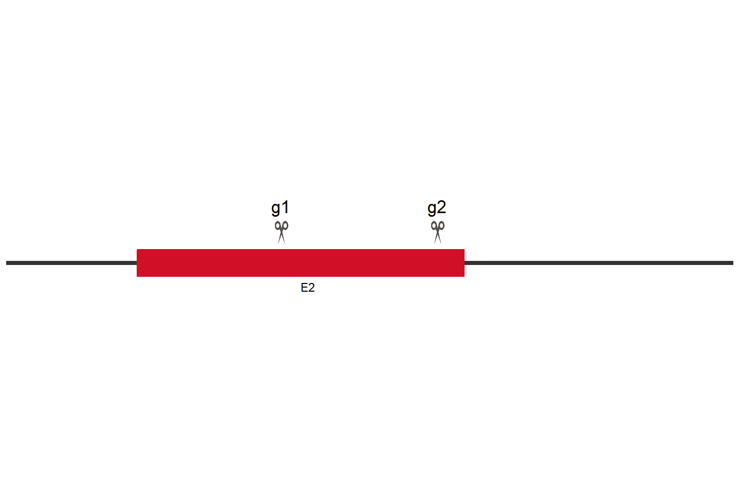 TREM1 基因敲除细胞(HTR-8/SVneo) 敲除区域