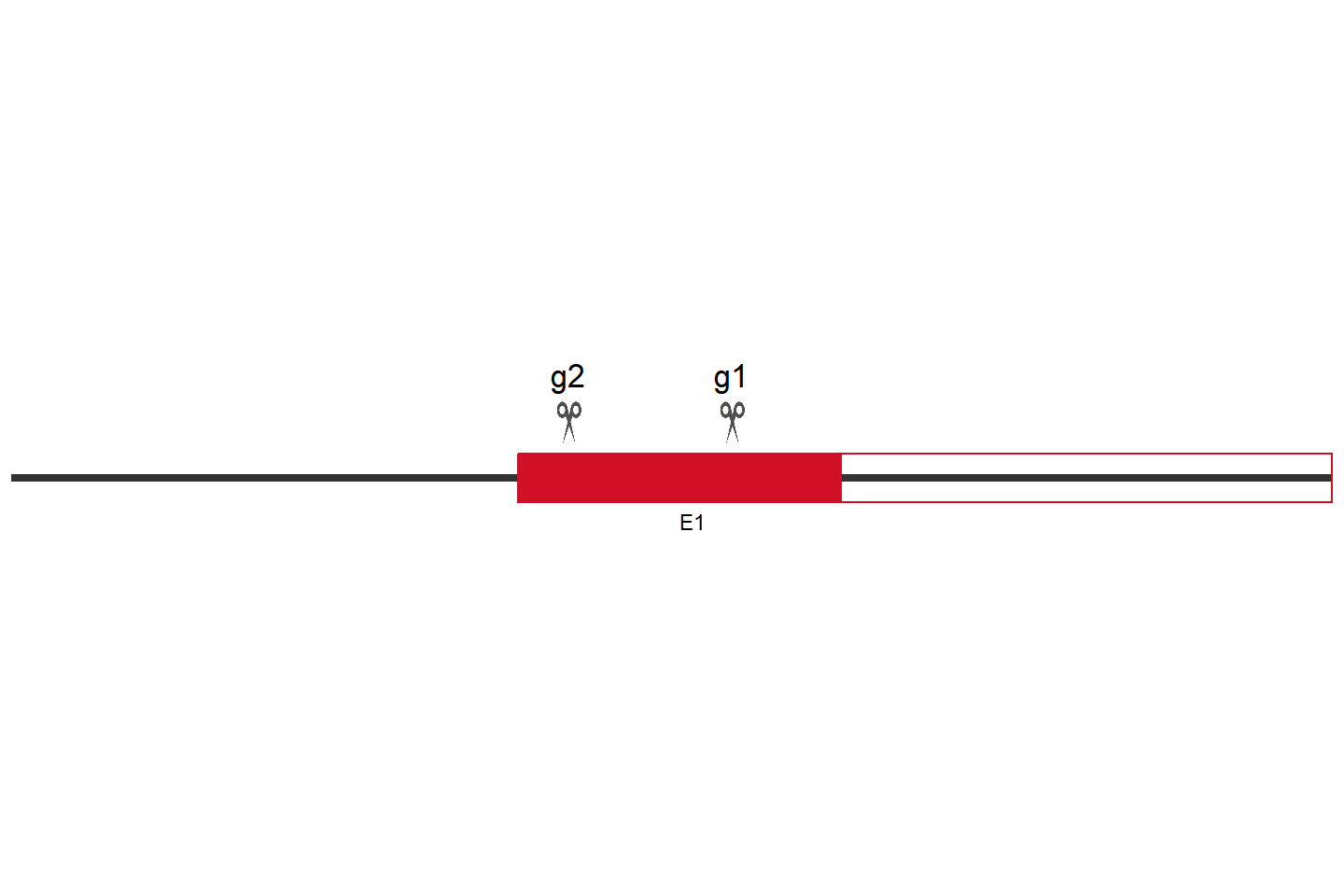 IGF2BP3 基因敲除细胞(ACHN) 敲除区域