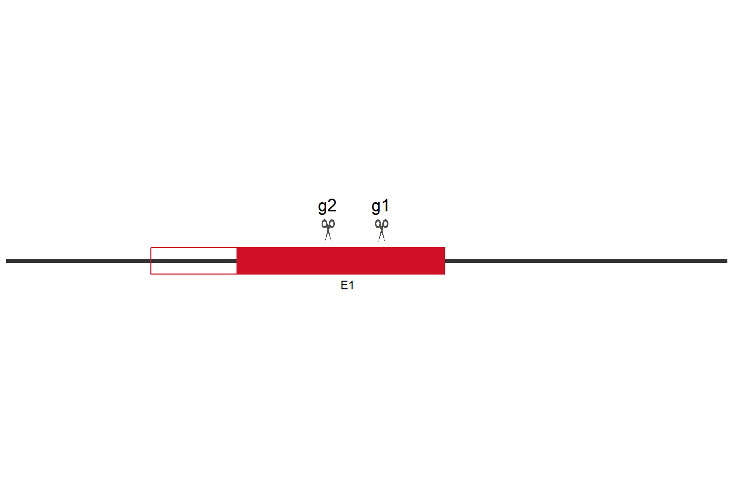 PPIF 基因敲除细胞(Caco-2) 敲除区域