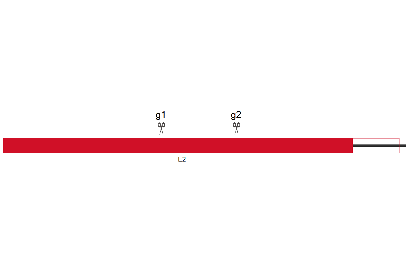 SOCS3 基因敲除细胞(BEAS-2B) 敲除区域