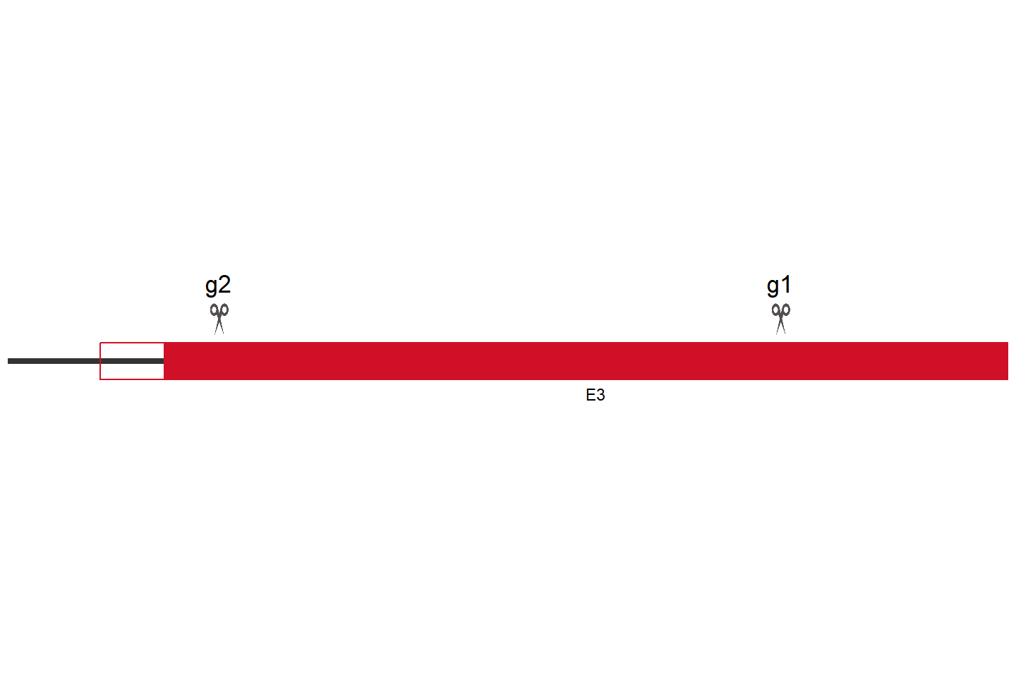 SOCS4 基因敲除细胞(BEAS-2B) 敲除区域