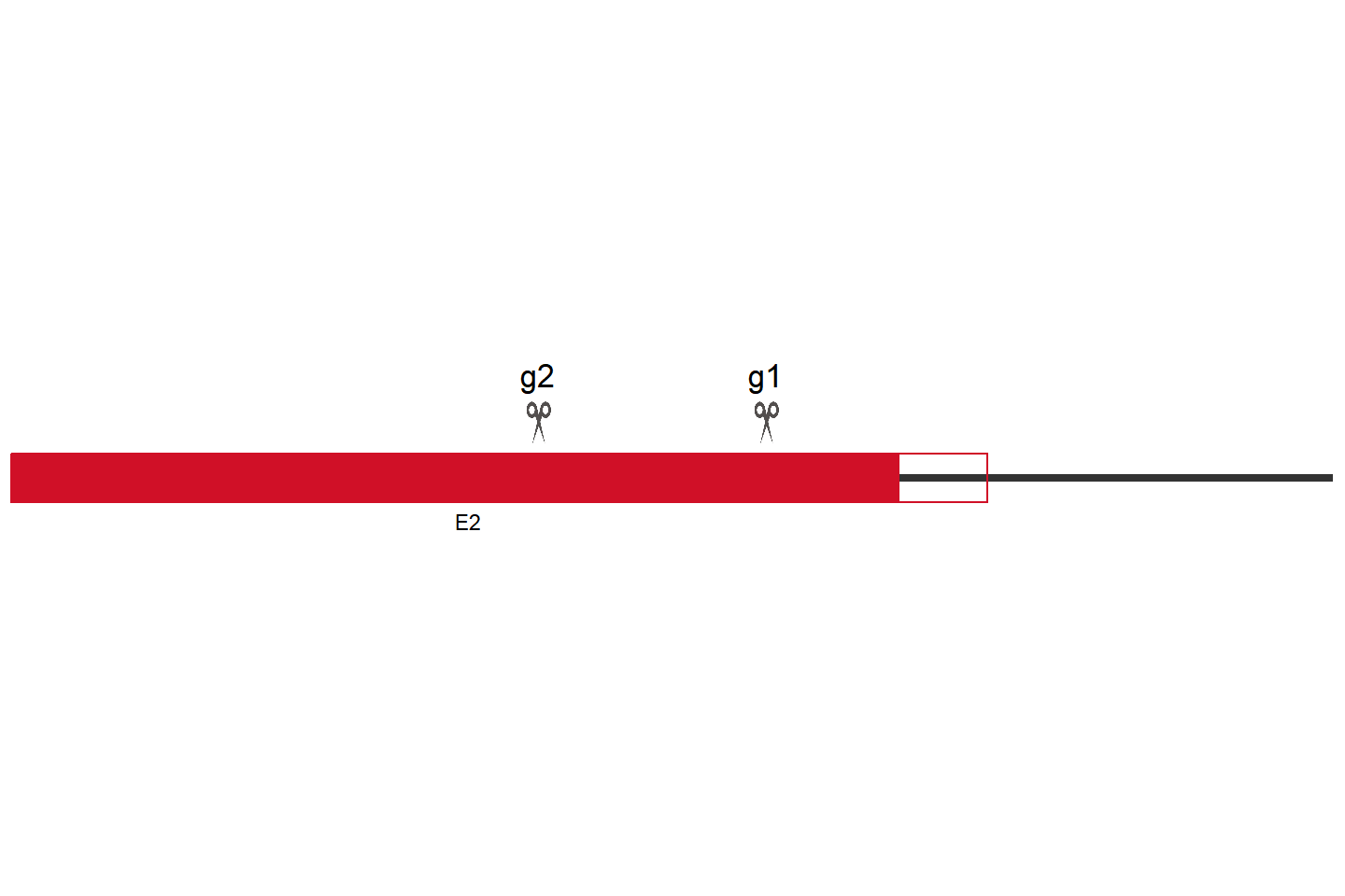 SOCS1 基因敲除细胞(BEAS-2B) 敲除区域