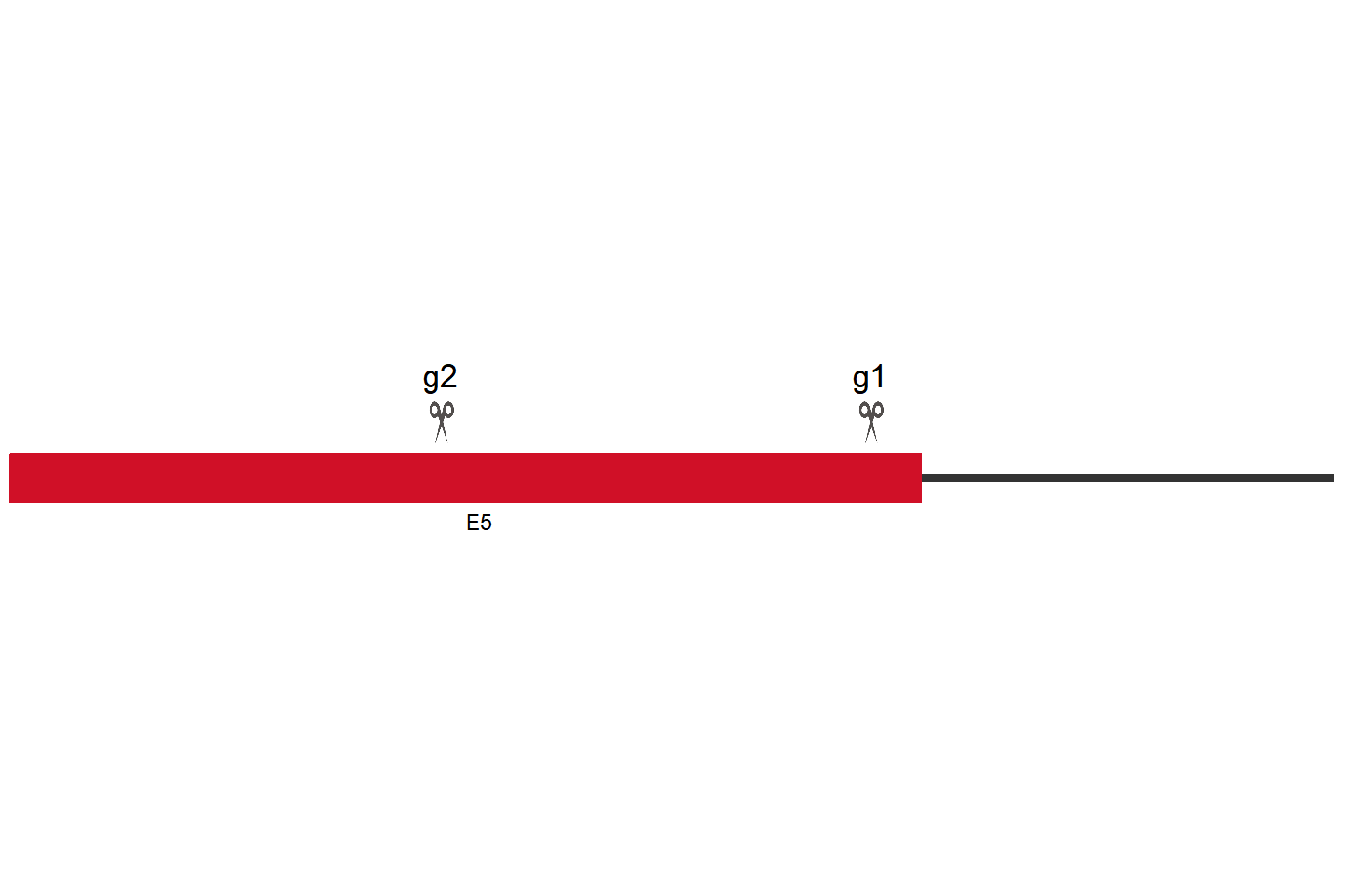 FGA 基因敲除细胞(Hep G2) 敲除区域