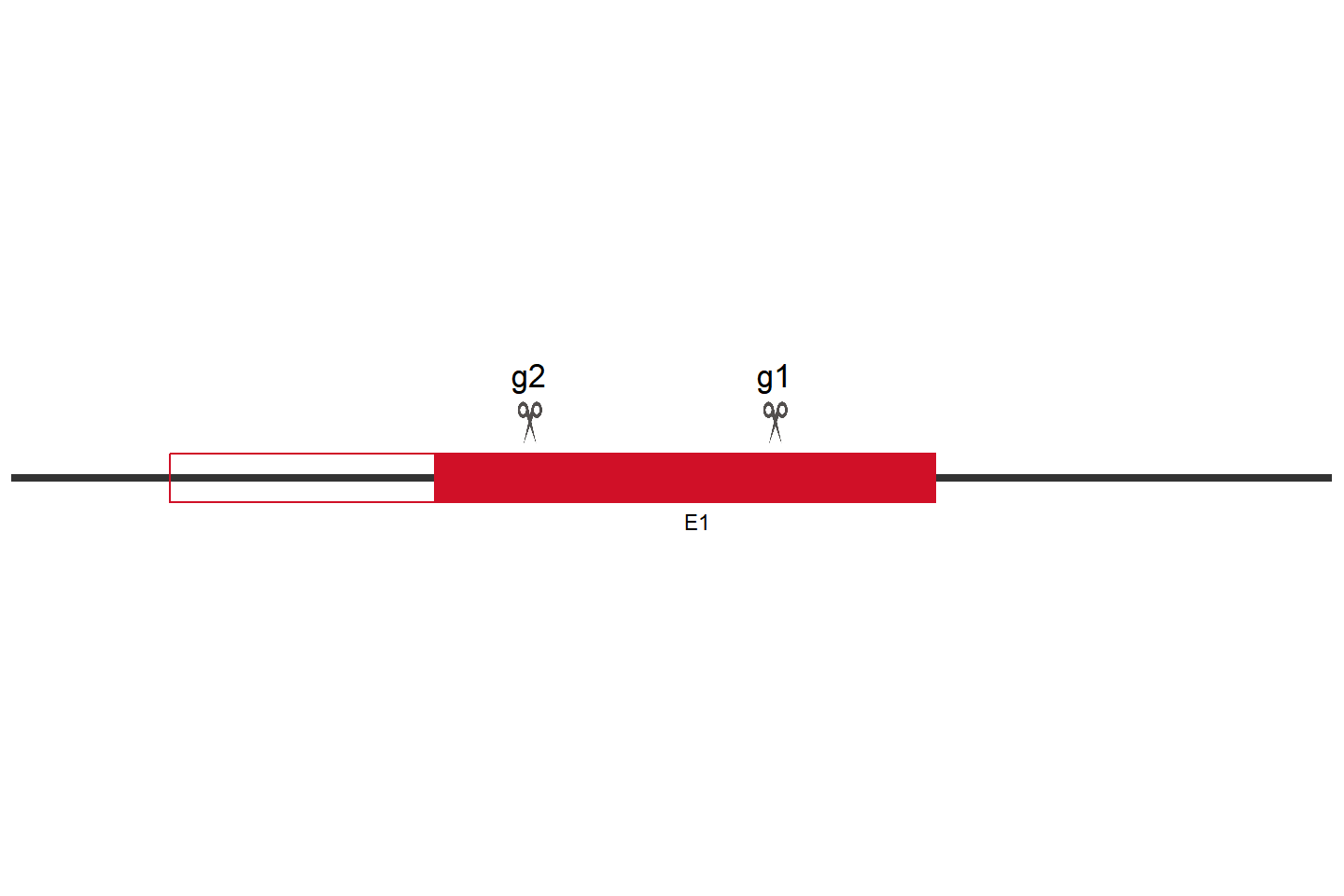 PPP1R12B 基因敲除细胞(Hep G2) 敲除区域