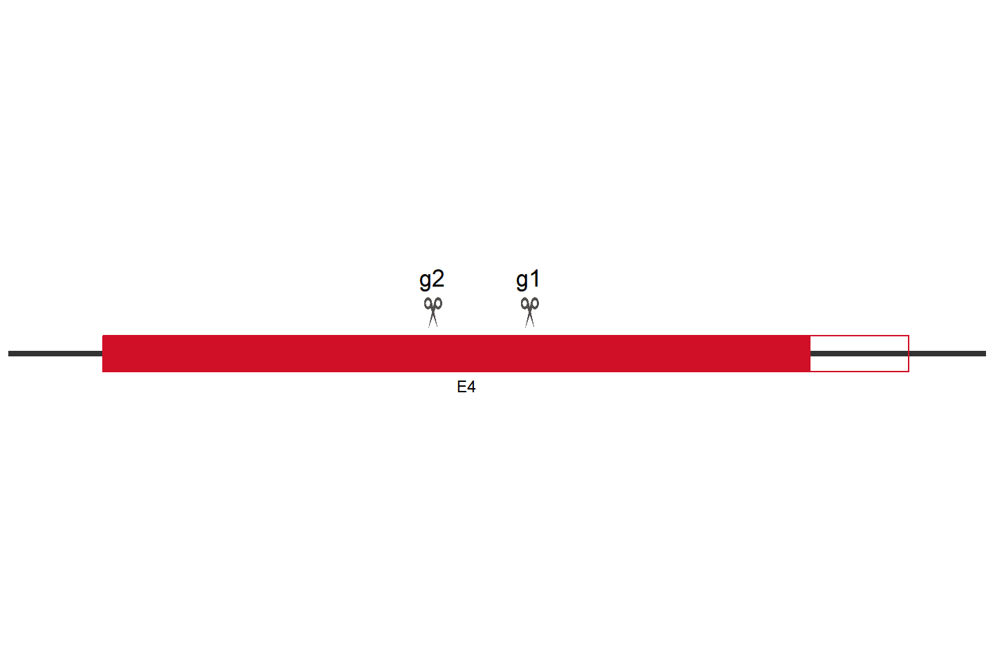 FBXW7 基因敲除细胞(SW480) 敲除区域