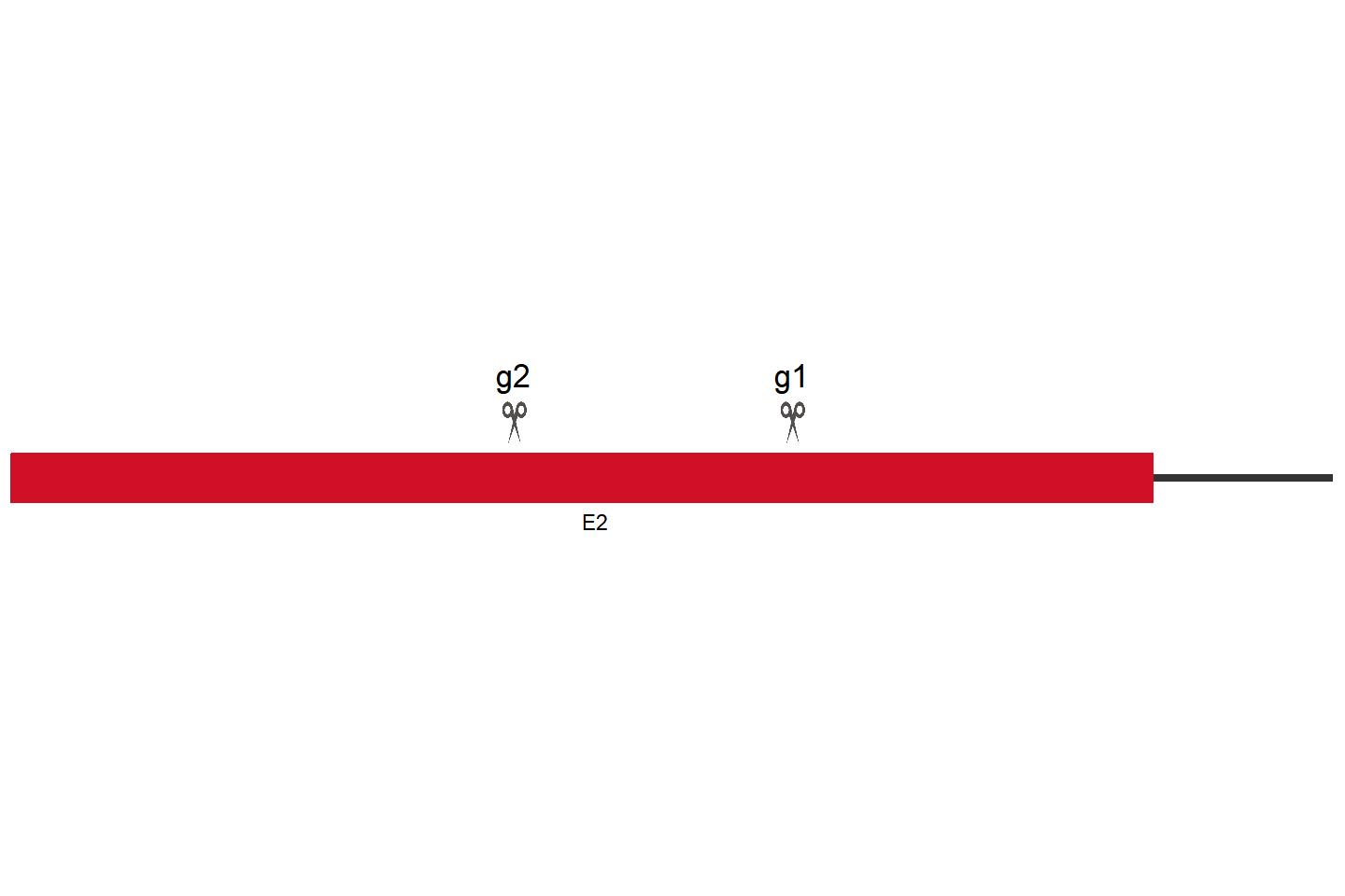 CXCR4 基因敲除细胞(Jurkat) 敲除区域