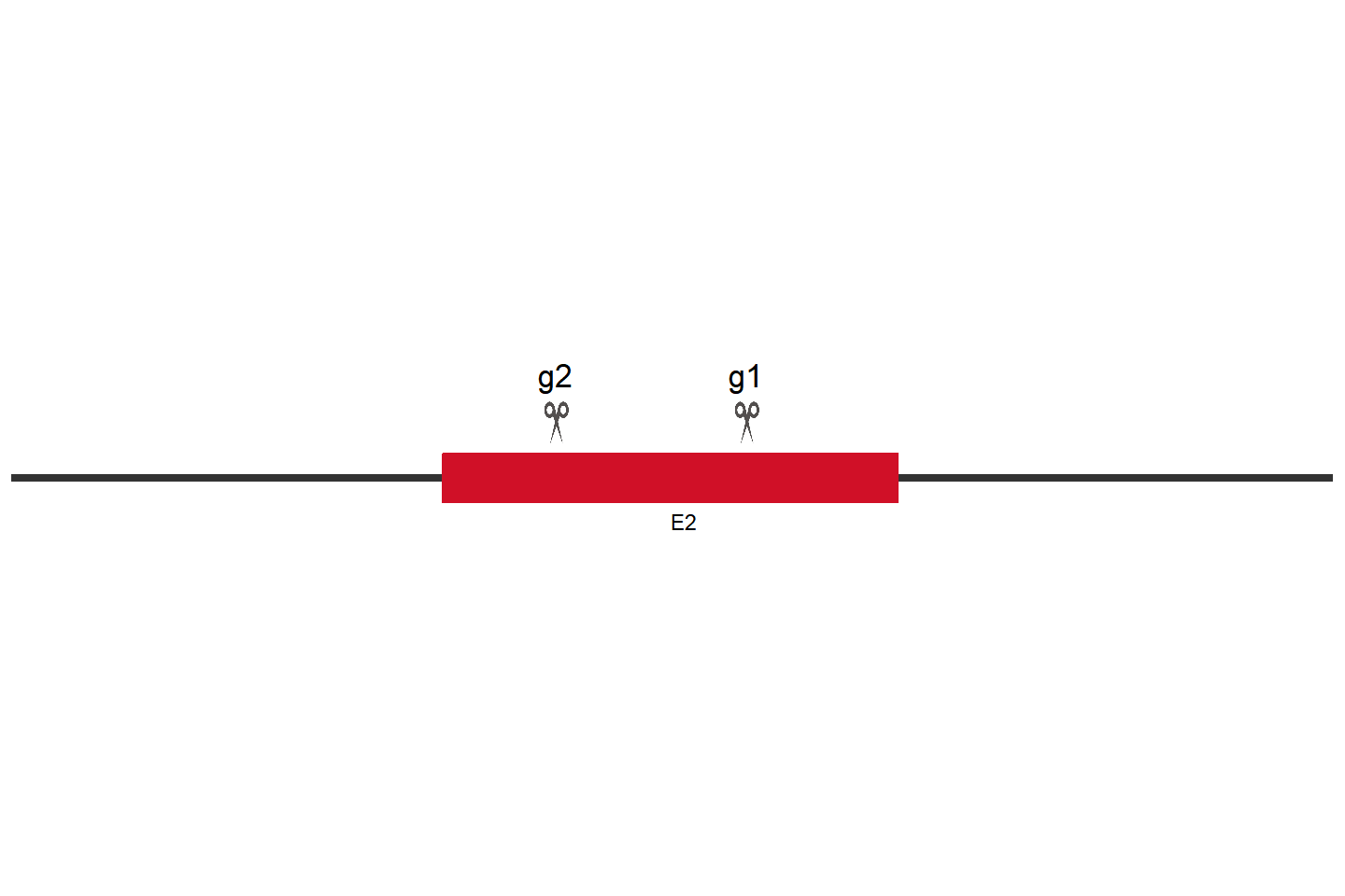 RXRA 基因敲除细胞(5637) 敲除区域