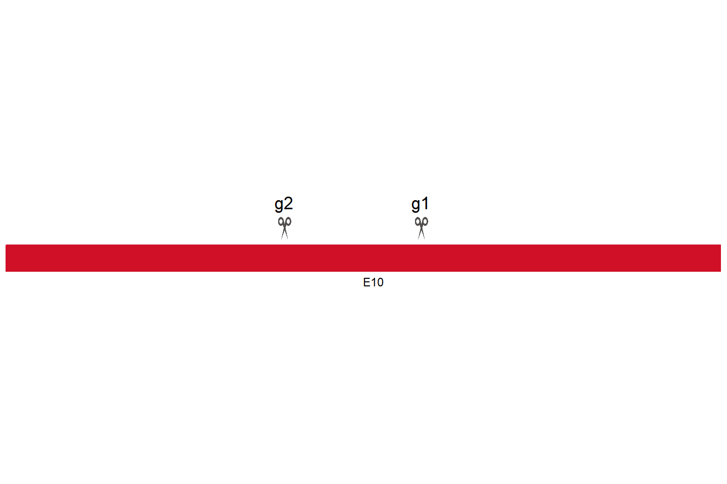 BRCA2 基因敲除细胞 (HCT 116) 敲除区域