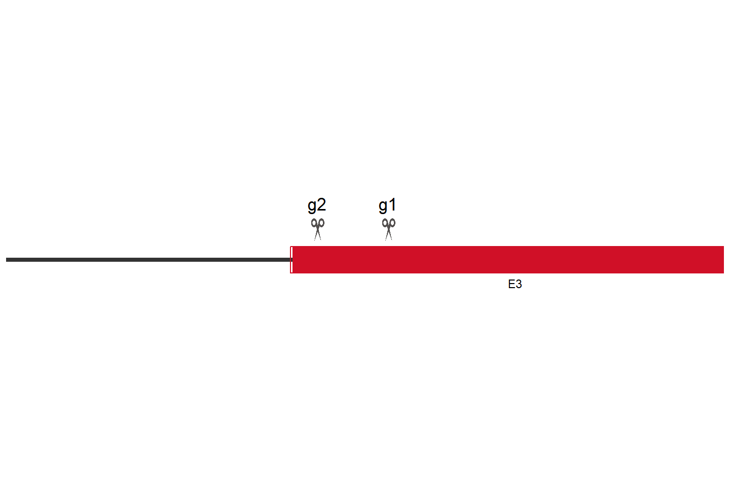 ZBTB33 基因敲除细胞 (22RV1) 敲除区域