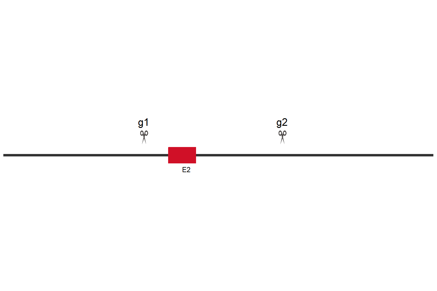 AGAP1 基因敲除细胞 (MDA-MB-231) 敲除区域