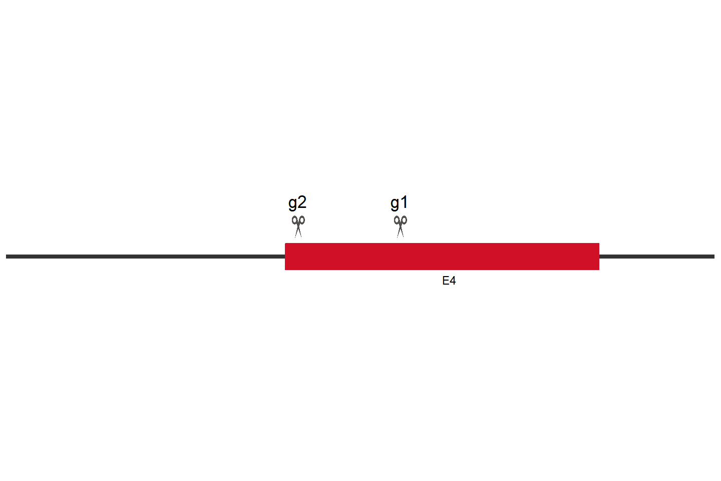 PRAME 基因敲除细胞 (HCT116) 敲除区域