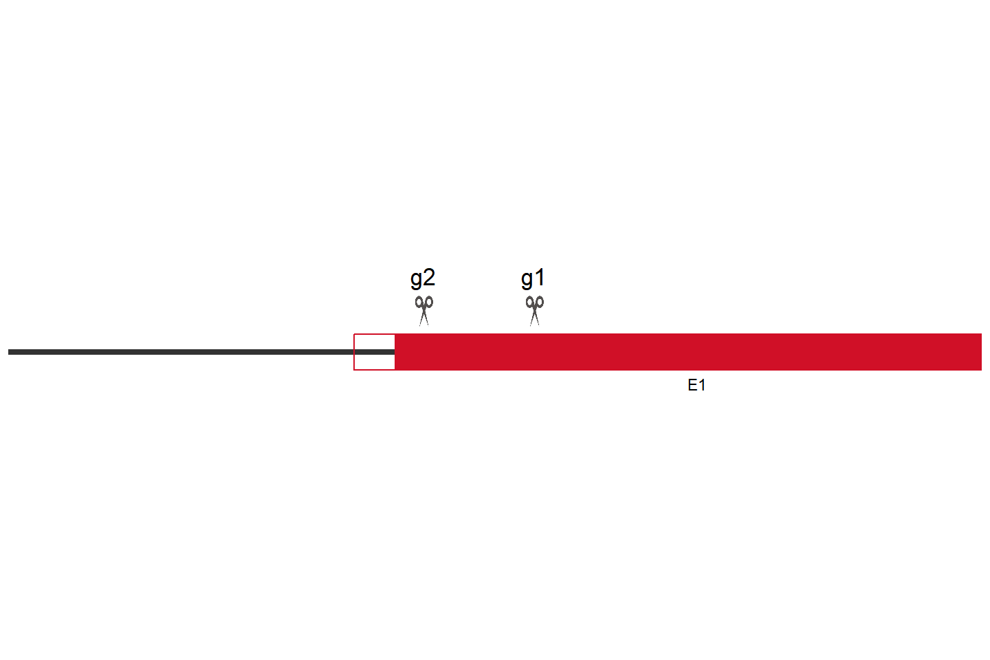 RBM15 基因敲除细胞 (AC16) 敲除区域