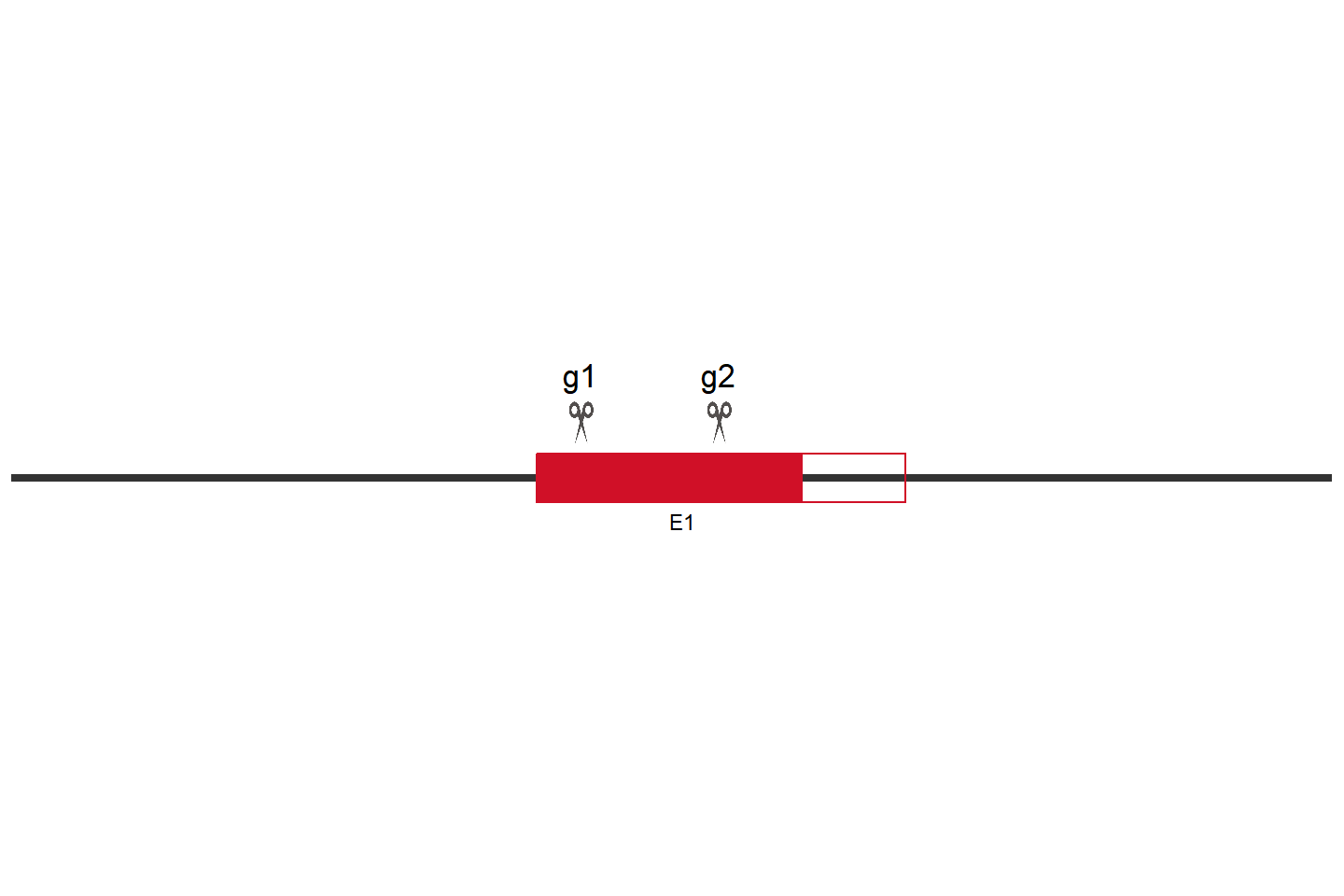 CLCN7 基因敲除细胞  (U-2 OS) 敲除区域