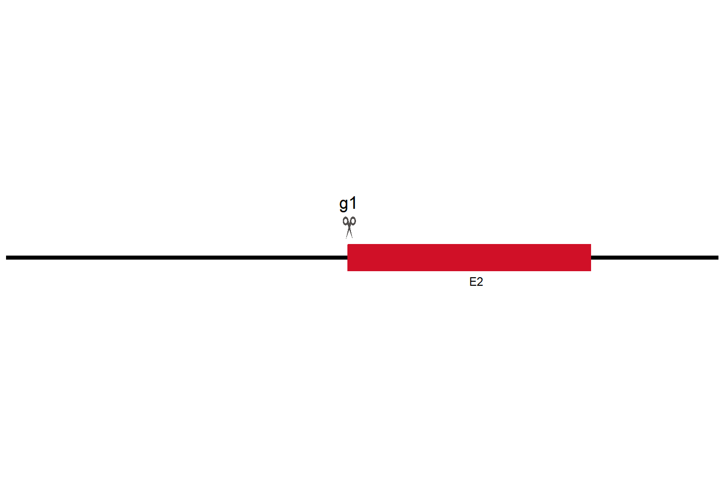 PIN1 基因敲除细胞  (HGC-27) 敲除区域