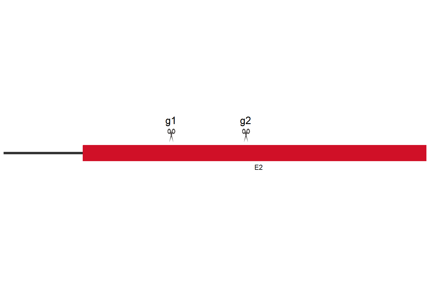 eap1 基因敲除细胞 (Hela) 敲除区域