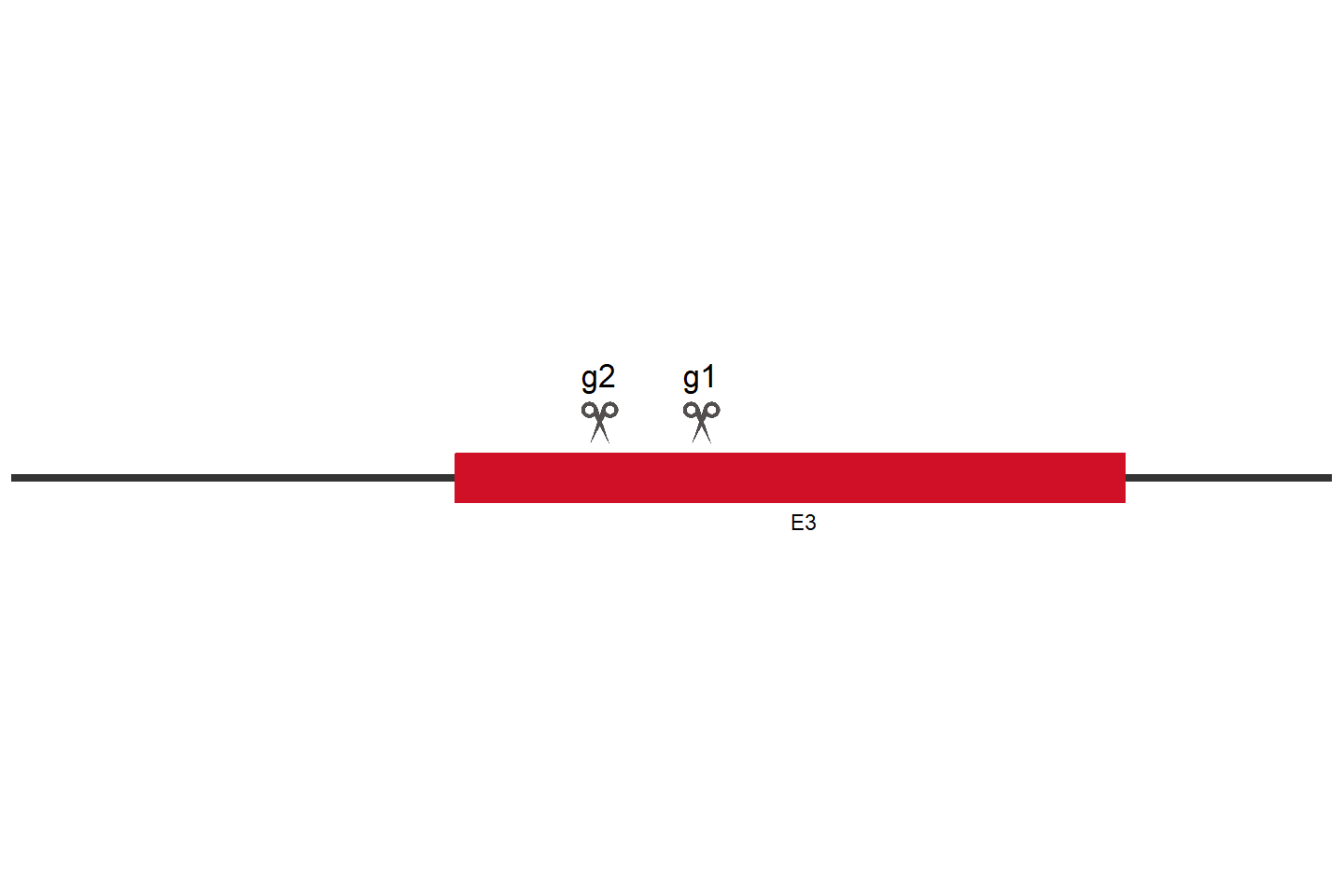 MCM10 基因敲除细胞(KYSE-150) 敲除区域