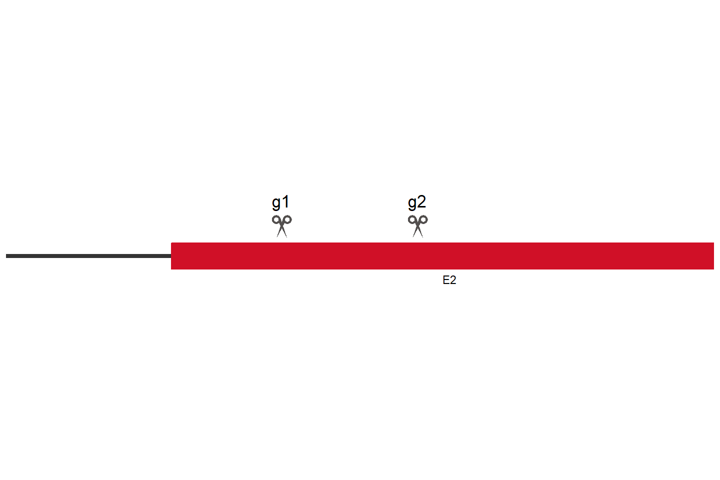 PODXL 基因敲除细胞 (HEK293) 敲除区域