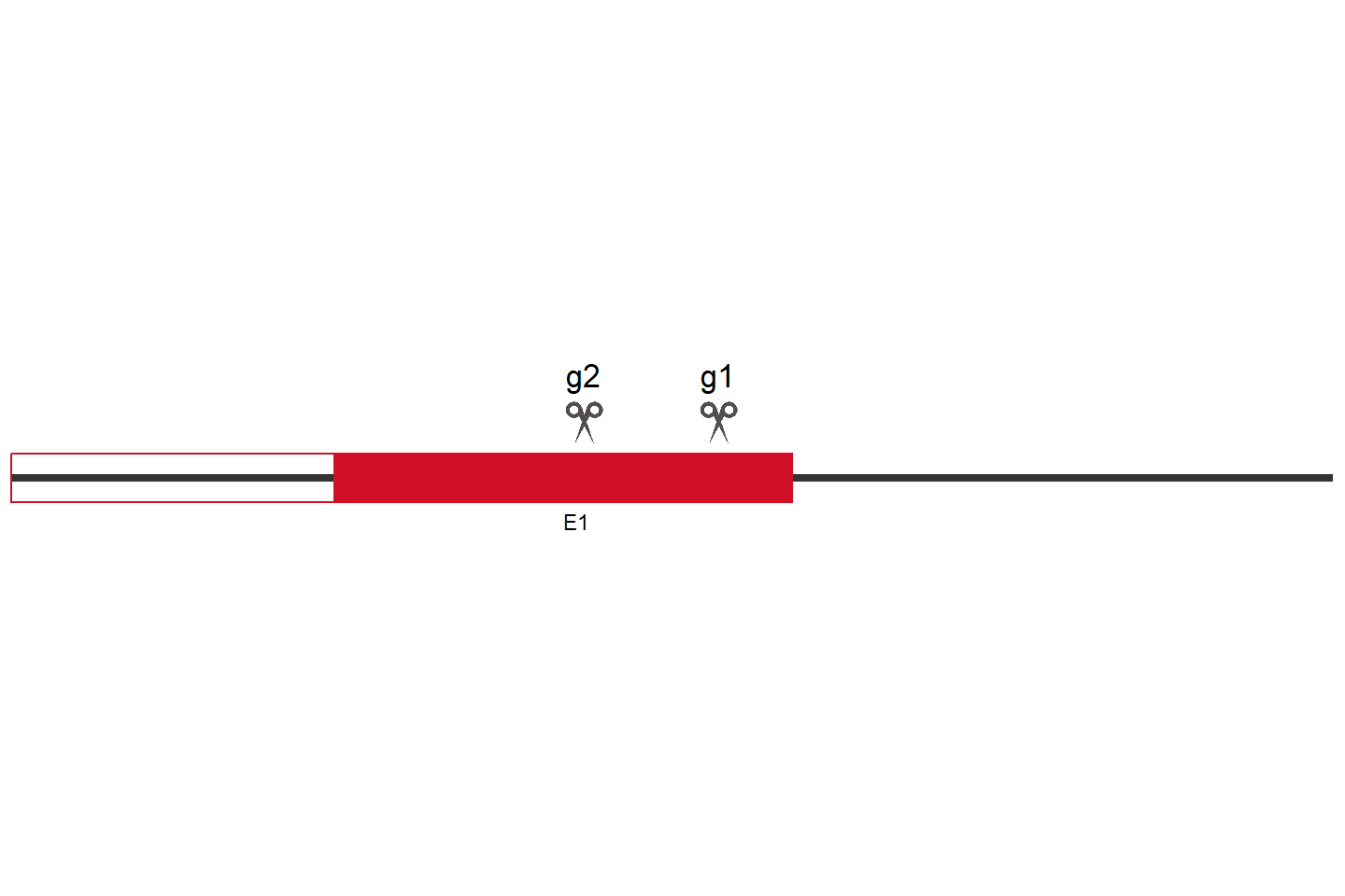 MGAT5 基因敲除细胞 (HeLa) 敲除区域