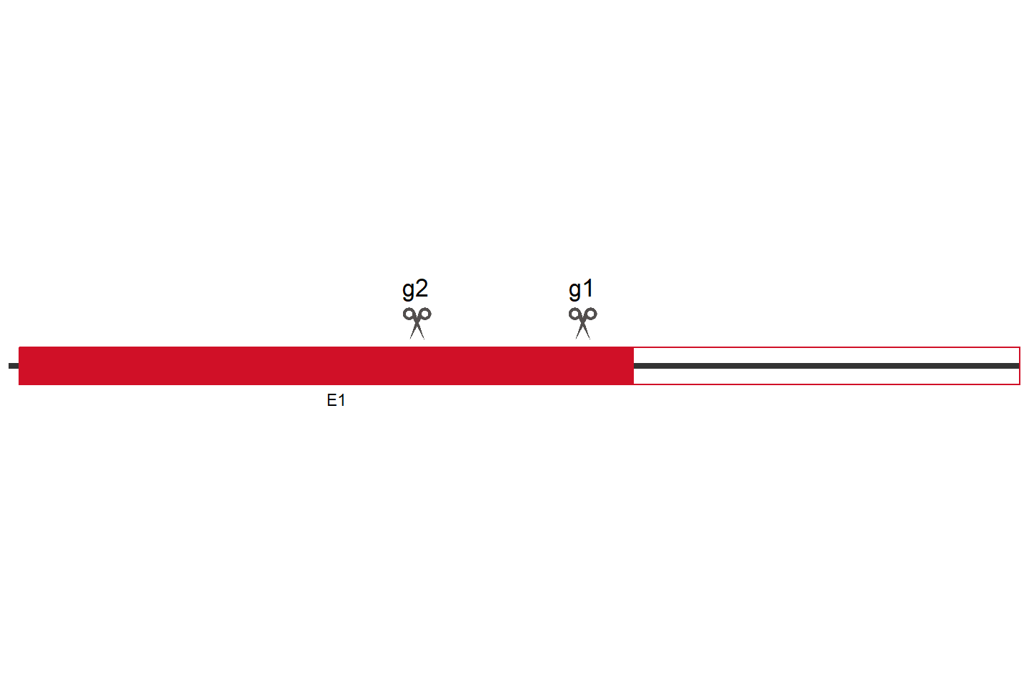 IFIH1 基因敲除细胞 (HeLa) 敲除区域