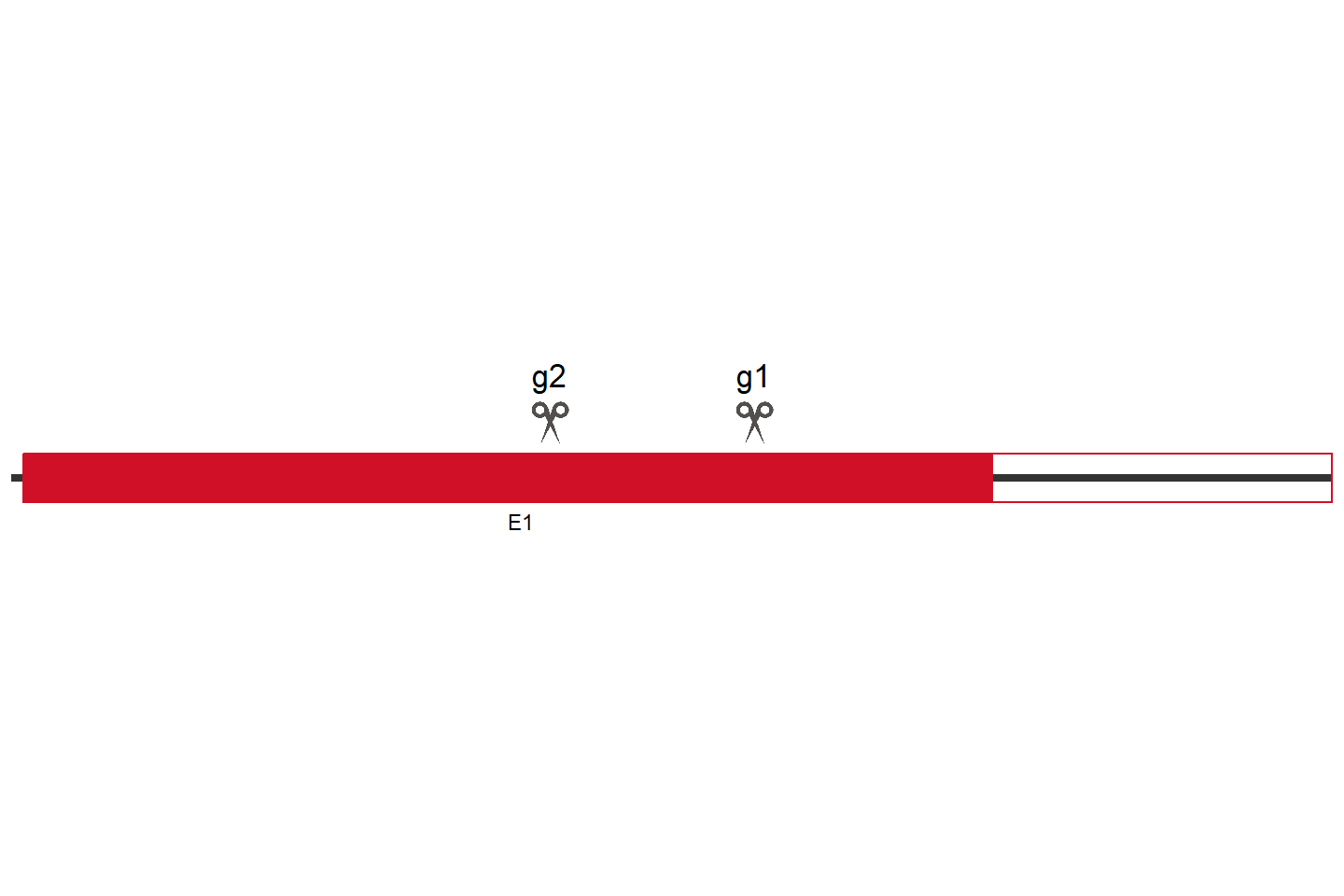 CDX2 基因敲除细胞 (HeLa) 敲除区域