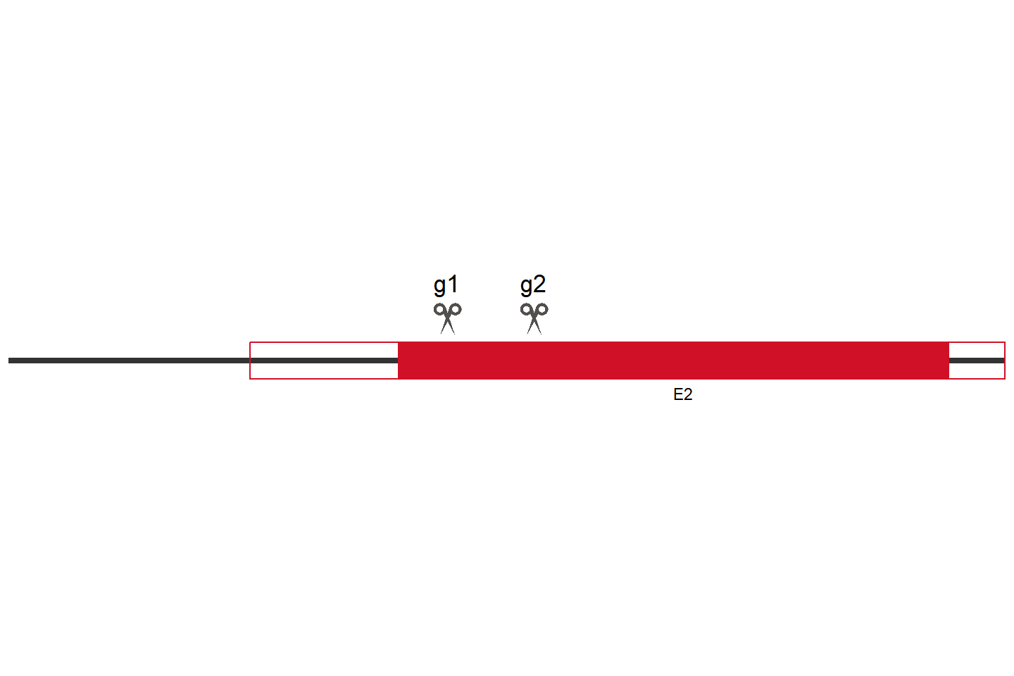 MAP1LC3B2 基因敲除细胞 (A549) 敲除区域