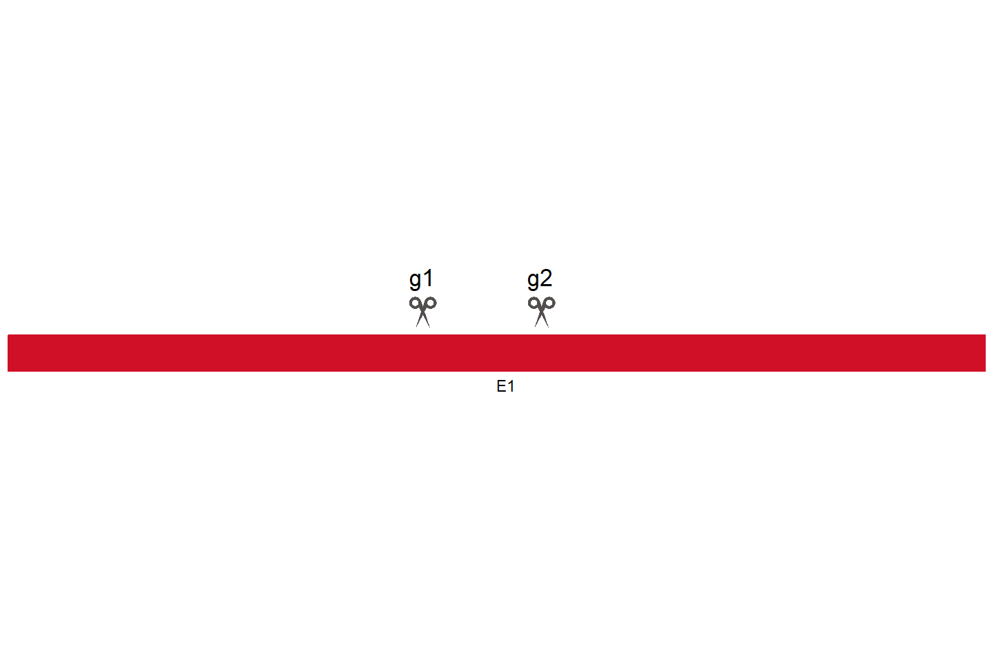 IRS4 基因敲除细胞 (HEK293) 敲除区域