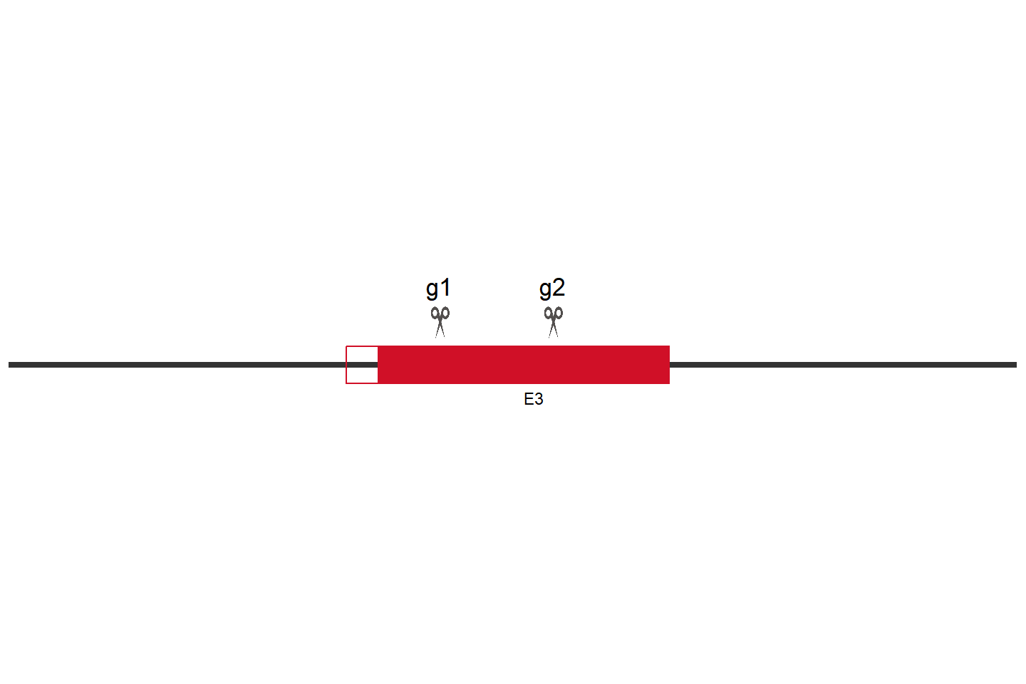 PAK4 基因敲除细胞 (Jurkat) 敲除区域