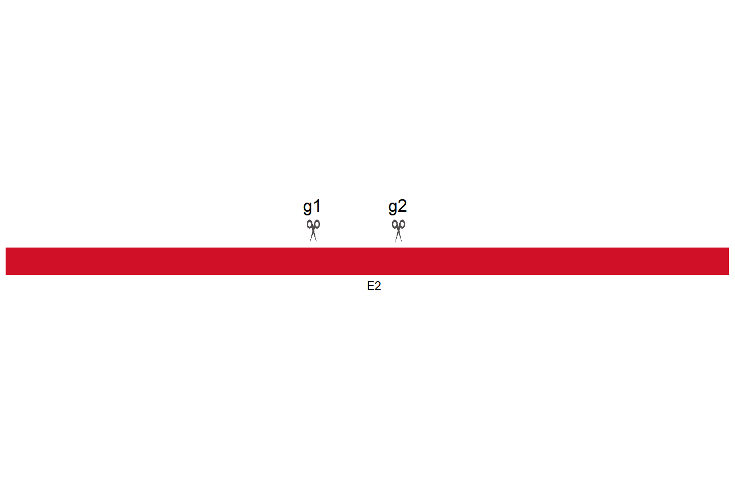 BIRC3 基因敲除细胞 (Jurkat) 敲除区域